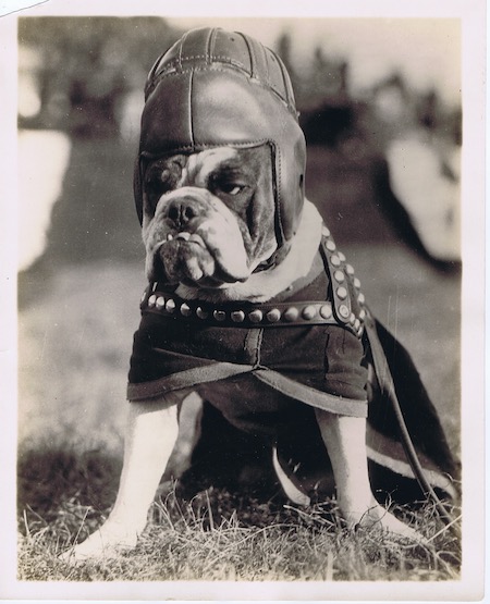 J86 GROWLING BULLDOG IN VERY EARLY FOOTBALL HELMET AND DOG SHOULDER PADS